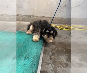 Lhasa Apso Dogs for adoption in Camarillo, CA, USA