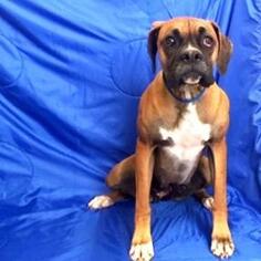 Boxer Dogs for adoption in Show Low, AZ, USA