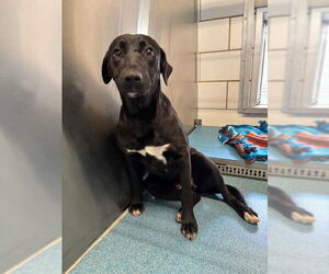 Labrador Retriever Dogs for adoption in Pearland, TX, USA