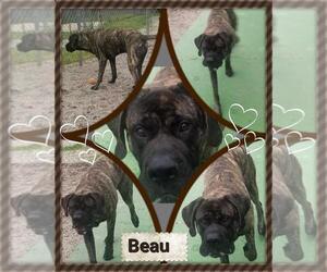 Mastiff Dogs for adoption in Staley, NC, USA