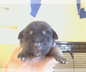 Siberian Husky Dogs for adoption in Sacramento, CA, USA