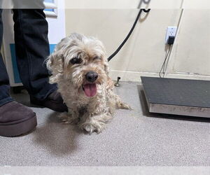 Cocker Spaniel-Unknown Mix Dogs for adoption in Pasadena, CA, USA