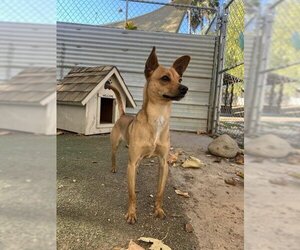 Medium Photo #1 Chihuahua Puppy For Sale in Ojai, CA, USA