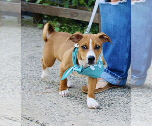 Black Mouth Cur-Unknown Mix Dogs for adoption in Oakhurst, NJ, USA