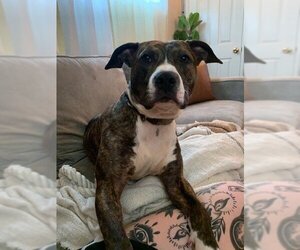 Medium Photo #1 Bullboxer Pit Puppy For Sale in Woodland, CA, USA