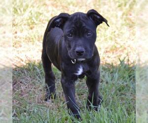 American Staffordshire Terrier Dogs for adoption in Minneapolis, MN, USA