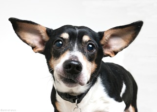 Beagi Dogs for adoption in Eden Prairie, MN, USA