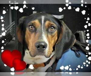 Treeing Walker Coonhound Dogs for adoption in Asheville, NC, USA