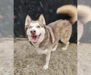 Siberian Husky Dogs for adoption in Frisco, CO, USA