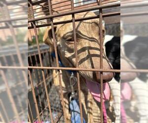 Labrador Retriever-Unknown Mix Dogs for adoption in Houston, TX, USA