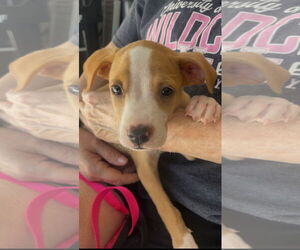 Labrador Retriever-Unknown Mix Dogs for adoption in Orlando, FL, USA