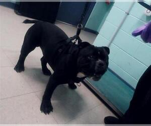 Bulldog Dogs for adoption in Palmetto, FL, USA