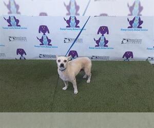 Chihuahua Dogs for adoption in Orlando, FL, USA