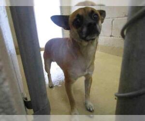 Chihuahua Dogs for adoption in Lufkin, TX, USA