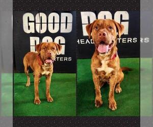 Dogue de Bordeaux-Unknown Mix Dogs for adoption in Longview, TX, USA
