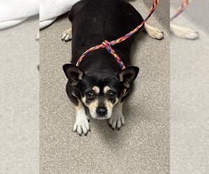 Chihuahua-Unknown Mix Dogs for adoption in Las Vegas, NV, USA