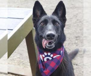 German Shepherd Dog-Unknown Mix Dogs for adoption in San Antonio, TX, USA