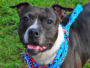 American Boston Bull Terrier Dogs for adoption in Louisville, KY, USA