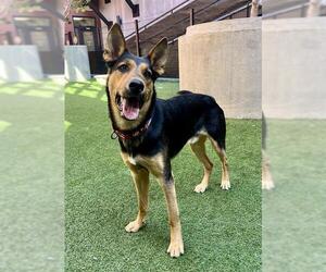 German Shepherd Dog Dogs for adoption in San Francisco, CA, USA