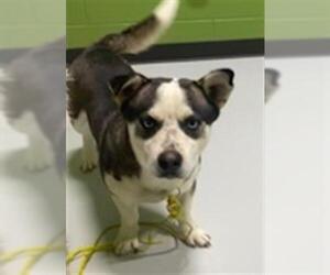 Siberian Husky-Unknown Mix Dogs for adoption in Temple, TX, USA