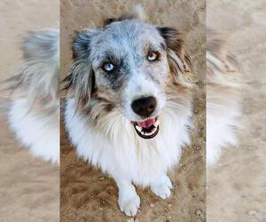 Australian Shepherd Dogs for adoption in Canyon Country, CA, USA