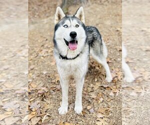 - Mix Dogs for adoption in Clarkesville, GA, USA