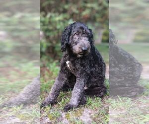 Labradoodle Dogs for adoption in Mobile, AL, USA