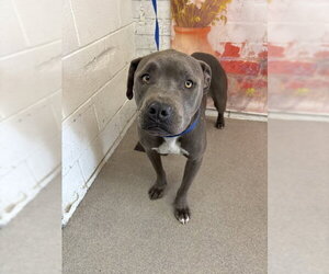 Mutt Dogs for adoption in San Bernardino, CA, USA