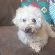 Poodle (Toy)-Unknown Mix Dogs for adoption in Grimes, IA, USA