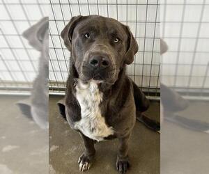 Mastiff-Unknown Mix Dogs for adoption in Visalia, CA, USA