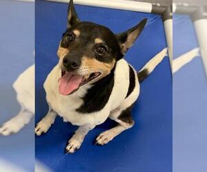 Rat Terrier Dogs for adoption in Ocala, FL, USA