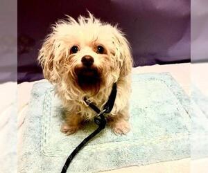 Maltipoo Dogs for adoption in Forestville, MD, USA