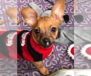 Chiweenie Dogs for adoption in Plainfield, IL, USA