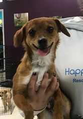 Chiweenie Dogs for adoption in Maple Grove, MN, USA