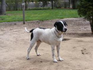 Lab-Pointer Dogs for adoption in Toledo, OH, USA