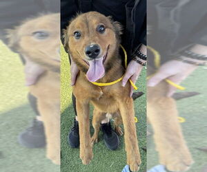 Australian Kelpie-Unknown Mix Dogs for adoption in Pasadena, TX, USA