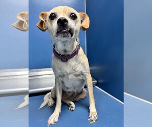 Chihuahua-Unknown Mix Dogs for adoption in Conroe, TX, USA