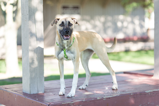 Anatolian Shepherd-Unknown Mix Dogs for adoption in columbus, OH, USA