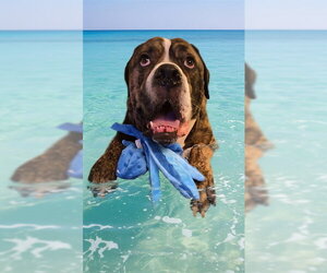 Bullmastiff Dogs for adoption in Fort Lauderdale, FL, USA