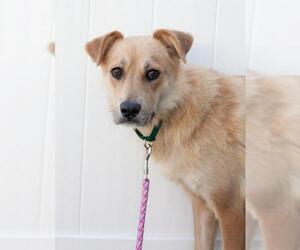 Mutt Dogs for adoption in Salem, MA, USA