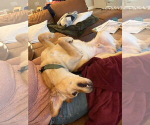 Labrador Retriever-Unknown Mix Dogs for adoption in San Diego, CA, USA