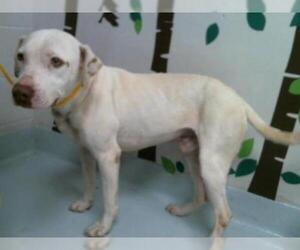 Lab-Pointer Dogs for adoption in Pasadena, TX, USA