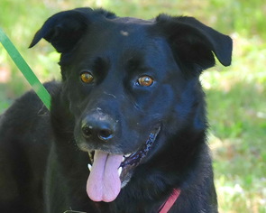 Shepradors Dogs for adoption in Standish, MI, USA