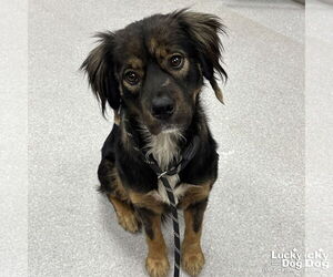 Collie-Unknown Mix Dogs for adoption in Washington, DC, USA