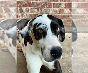 Great Dane Dogs for adoption in Bullard, TX, USA