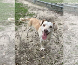 Mutt Dogs for adoption in Eastman, GA, USA