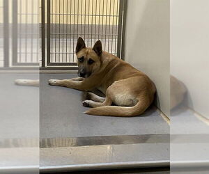 German Shepherd Dog-Unknown Mix Dogs for adoption in Modesto, CA, USA