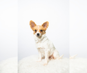 Papillon Dogs for adoption in St. Louis Park, MN, USA