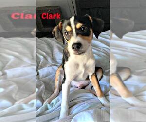 Raggle Dogs for adoption in Cushing, OK, USA