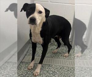 American Pit Bull Terrier-Unknown Mix Dogs for adoption in Salisbury, NC, USA